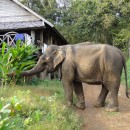 Le Laos, pays au million d’éléphants (2/2)