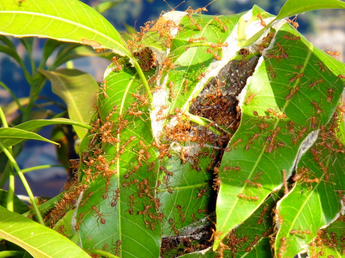 Un nid de fourmis dans les feuilles de café